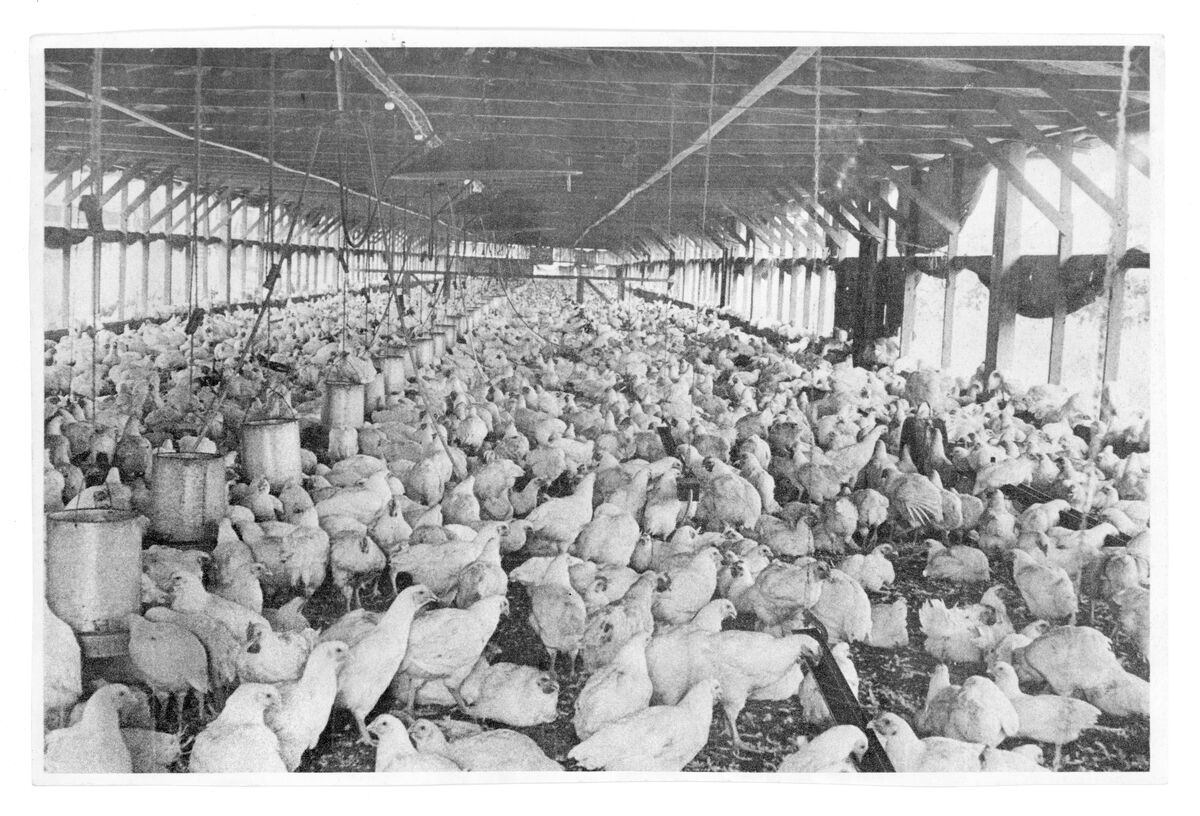 Interior de un Rancho Avícola, 1990